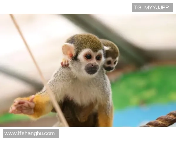 足球明星宠物大比拼谁才是养宠高手揭秘明星背后的萌宠生活